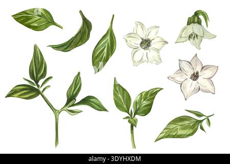 Eine Reihe von Aquarellen von Chili- und Paprikensämlingen mit Blättern und Blumen, isoliert auf weißem Hintergrund. Eine botanische Reihe von Stockfoto