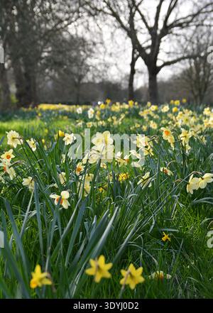 Teppiche von Narzissen blühen im März, England, Großbritannien. Frühlingsblumen. Stockfoto