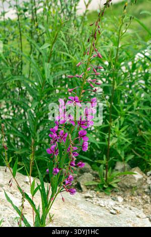 Nahaufnahme einer blühenden feuerweed-Pflanze, auch bekannt als Chamaenerion angustifolium oder Willowhere, wächst an einem felsigen Berghang Stockfoto