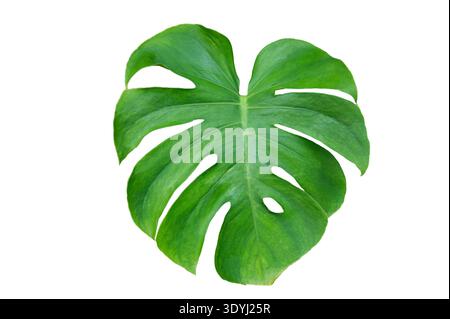 Monstera Blätter mit Blätter isolieren auf transparentem Hintergrund. Monstera-Pflanze, großes grünes Einzelblatt mit isoliertem Stamm. Stockfoto