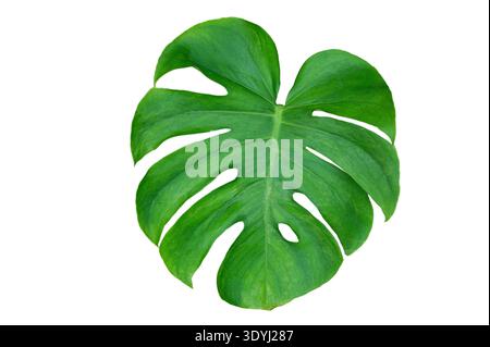 Monstera Blätter mit Blätter isolieren auf transparentem Hintergrund. Monstera-Pflanze, großes grünes Einzelblatt mit isoliertem Stamm. Stockfoto