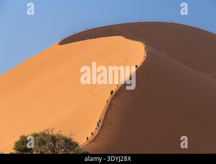 Touristen klettern die Düne 40 mit Bäumen am Boden in der Namib-Wüste, Namibia, Afrika Stockfoto