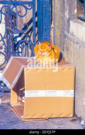 Eine venezianische Straßenkatze genießt die Sonne, während sie auf der Kiste dösen, in der sie schläft. Stockfoto