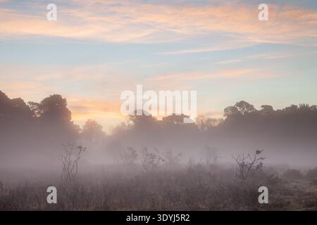 Niedriger Morgennebel, der bei Sonnenaufgang über Heidelandschaften im New Forest National Park, Hampshire, England, Großbritannien, driftet. Stockfoto