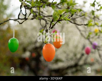 Zwei farbenfrohe Ostereier hängen am blühenden Zweig im Frühlingsgarten Stockfoto