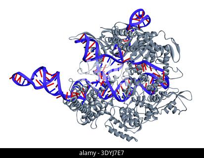 CRISPR-Cas9-Gen-Editing molekularer Ribonukleoproteinkomplex. Weißer Hintergrund. 3D-Rendering Stockfoto
