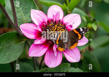 Roter Admiral-Schmetterling (Vanessa atalanta), der während der Sommersaison auf einer Dahlienblüte „Skyfall“ ruht, Makronaturfotografie von Schmetterlingen, Stockfoto