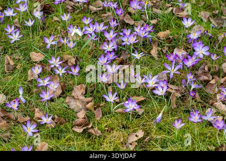 Zeichen des Frühlings: Blühendes Krokus in einem deutschen Garten, aufgenommen im Frühjahr 2026 Stockfoto