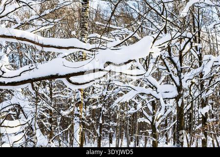 Große Schneetreiben auf Ästen im Wald des Stadtparks am sonnigen Wintertag Stockfoto