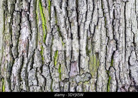 Natürliche Holzrinde von alter Eiche mit grünem Moos im Wald an bewölktem Wintertag Stockfoto