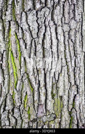 Natürliche Holzrinde aus altem Eichenstamm mit grünem Moos im Wald an bewölktem Wintertag Stockfoto