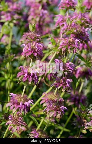 Zitronenbergamotte, monarda citriodora, Bergamotte, röhrenförmige Spitzen, zweilippig weiß, rosafarbene und lila Blumen über lila Deckblätter Stockfoto
