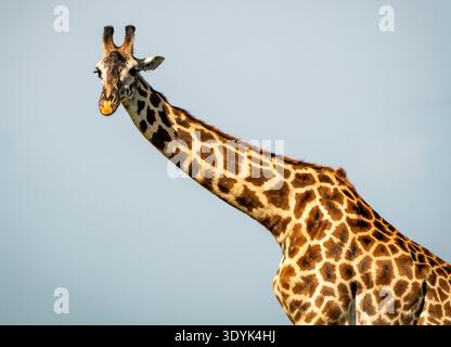 Nahaufnahme eines Giraffen-Kopfes und langen Halses vor einem klaren, hellblauen Himmel, warmes Sonnenlicht, das den gemusterten Mantel hervorhebt Stockfoto