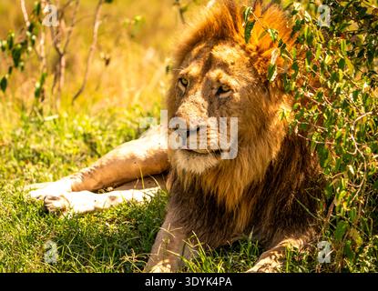 Männlicher Löwe in sonnendurchflutetem Gras in der Nähe von Sträuchern, ruhiger und wachsamer Ausdruck, goldene Mähne, die warmes Licht fängt Stockfoto