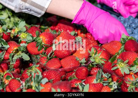 Verkauf frischer reifer großer roter Erdbeeren mit Plastikhandschuhen auf einem Obst- und Gemüsemarkt, Nahaufnahme Stockfoto