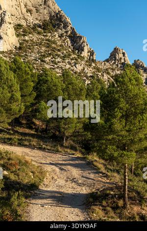Schotterstraße, die durch einen wunderschönen Kiefernwald führt und eine zerklüftete Berglandschaft hinauf führt, Alicante, Spanien – Stockfoto Stockfoto
