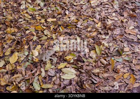 Braune und gelbe Blätter, die den Boden in einer dichten Herbstschicht bedecken. Natürliche, saisonale Textur mit warmen Erdtönen. Stockfoto