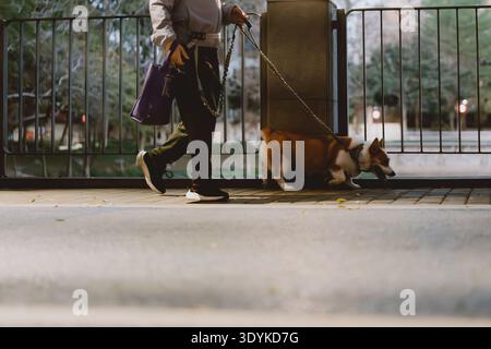 Corgi-Hund wird von Person an der Leine in urbanem Park gelaufen, wahrscheinlich in Nordamerika oder Europa Stockfoto