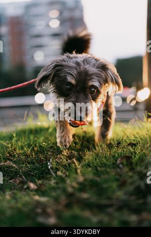 Kleiner, schmutziger Hund an der Leine, der bei Sonnenuntergang auf dem Gras im Stadtpark spaziert, wahrscheinlich im Hintergrund der Stadt Stockfoto