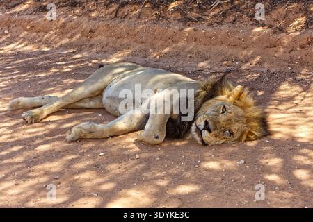 Rusting Kalahari Male Lion in Afternoon Shade 17011 Stockfoto