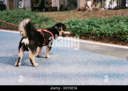 Schwarz-brauner Mischlingshund mit rotem Gurtzeug, der auf blauem Pflasterweg im Stadtpark läuft, Stockfoto