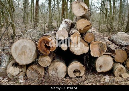 Vorderansicht von Holzstämmen in einem Wald. Stockfoto
