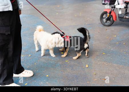 Zwei Hunde an der Leine interagieren auf der Urban Street in Shanghai, China – White Maltese und Black-and-Tan Stockfoto