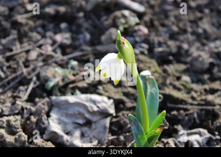 Schneeglöckchen erscheinen in einem Garten als erste Zeichen des Frühlings. Die zarten weißen Blütenblätter mit gelben Spitzen heben sich von Schmutz und trockenen Blättern ab Stockfoto