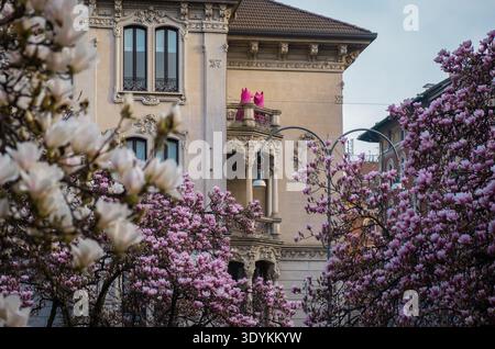 Rosafarbene Magnolienbäume blühen im Frühling vor dem eleganten historischen europäischen Gebäude. Saisonale Stadtlandschaft mit blühenden Bäumen Stockfoto