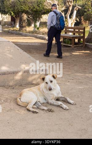 Ein heller streunender Hund liegt auf staubigem Boden in einem Park in Kairo, Ägypten, während ein älterer Mann mit Rucksack in der Nähe an einer Holzbank vorbeiläuft und Ruhe vermittelt Stockfoto