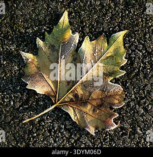 Mattiertes Sycamore-Blatt in herbstlichen Farben, auf einem Hintergrund aus Kies Stockfoto