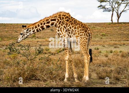 Wilde Giraffen, die sich beugen, um niedrige Sträucher in der afrikanischen Savanne zu erkunden, offenes Grasland mit Akazienbaum und bewölktem Himmel im Hintergrund. Stockfoto