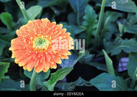 Orange Gerbera Gänseblümchen im grünen Garten mit Kopierraum. Professionelles Blumenfoto für botanische Nachrichten und Design mit Naturmotiven. Stockfoto