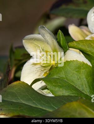 Weihnachtsrose (Helleborus niger) blüht im Garten. Blühende schwarze Hellebore-Blüten. Stockfoto