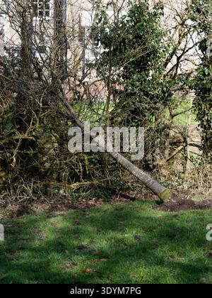Ein Baum ist in einem Garten umgefallen, sein Stamm liegt auf dem Boden und seine Wurzeln sind freigelegt. Der Baum scheint entwurzelt worden zu sein, möglicherweise aufgrund von STR Stockfoto