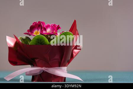 Vergossene rosafarbene Primrose-Blüte in dekorative rote Folie mit rosa Schleife auf neutralem Hintergrund Stockfoto