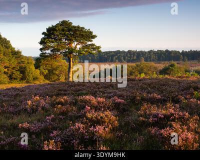 Schottenkiefer Pinus sylvestris auf Heidelandschaft am frühen Morgen in der Nähe von Duck Hole, New Forest National Park, Hampshire, England, Großbritannien, September 2020 Stockfoto