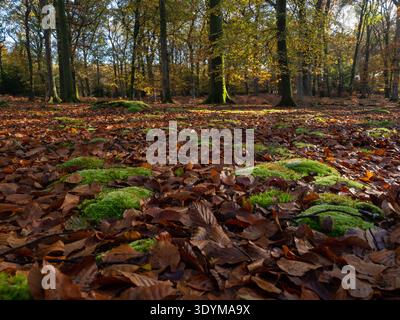 Moos und Blätter in Laubwäldern, Wooson's Hill Inclosure, New Forest National Park, Hampshire, England, Großbritannien, November 2020 Stockfoto