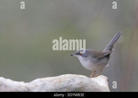 Porträt einer wilden Sardinierin (Curruca melanocephala) in ihrem natürlichen mediterranen Lebensraum. Stockfoto