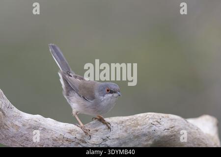 Porträt einer wilden Sardinierin (Curruca melanocephala) in ihrem natürlichen mediterranen Lebensraum. Stockfoto