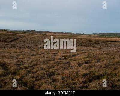 Heide- und Nadelbaumplantage, Studland Heath National Nature Reserve, Isle of Purbeck, Dorset, England, Vereinigtes Königreich, Dezember 2020 Stockfoto