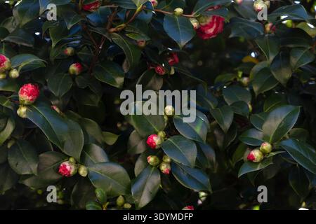 Bunte rosa Kamelien-Knospen mit wachsgrünen Blättern Stockfoto