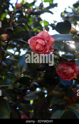 Bunte rosa Kamelien-Knospen mit wachsgrünen Blättern Stockfoto