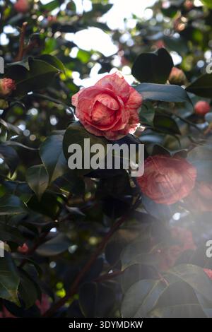 Bunte rosa Kamelien-Knospen mit wachsgrünen Blättern Stockfoto