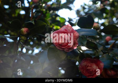 Bunte rosa Kamelien-Knospen mit wachsgrünen Blättern Stockfoto