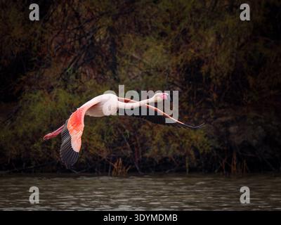 Großer Flamingo (Phoenicopterus roseus) im Flug über Wasser mit ausgebreiteten Flügeln. Camargue, Frankreich. Stockfoto