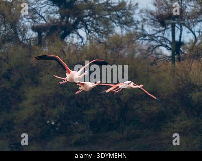 Große Flamingos (Phoenicopterus roseus) fliegen zusammen tief über Wasser. Camargue, Frankreich. Stockfoto
