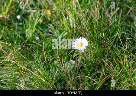 Eine Nahaufnahme einer zarten Gänseblümchen (Bellis perennis), die sich zwischen leuchtend grünem Rasengras abhebt. Stockfoto