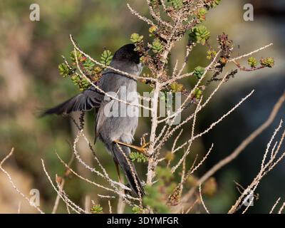 Sardischer Grasfänger (Curruca melanocephala), der in der Küstenstrauchvegetation lebt. Camargue, Frankreich. Stockfoto