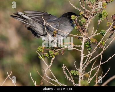 Sardischer Grasfänger (Curruca melanocephala), der in der Küstenstrauchvegetation lebt. Camargue, Frankreich. Stockfoto